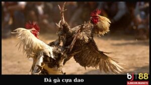 Ảnh đại diện đá gà cựa dao