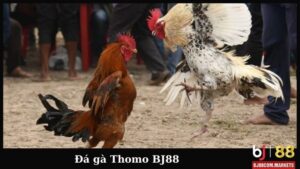 Ảnh đại diện đá gà Thomo BJ88